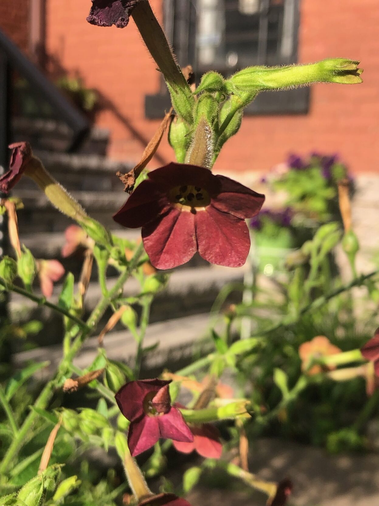 IMG_9069-1536x2048.jpeg